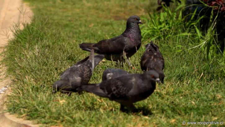 Hasta 357 mil pesos de multa por alimentar palomas en Concepción