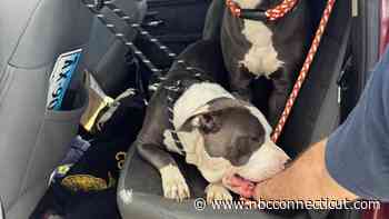 Willington Animal Control search for suspect who left two dogs at I-84 rest stop