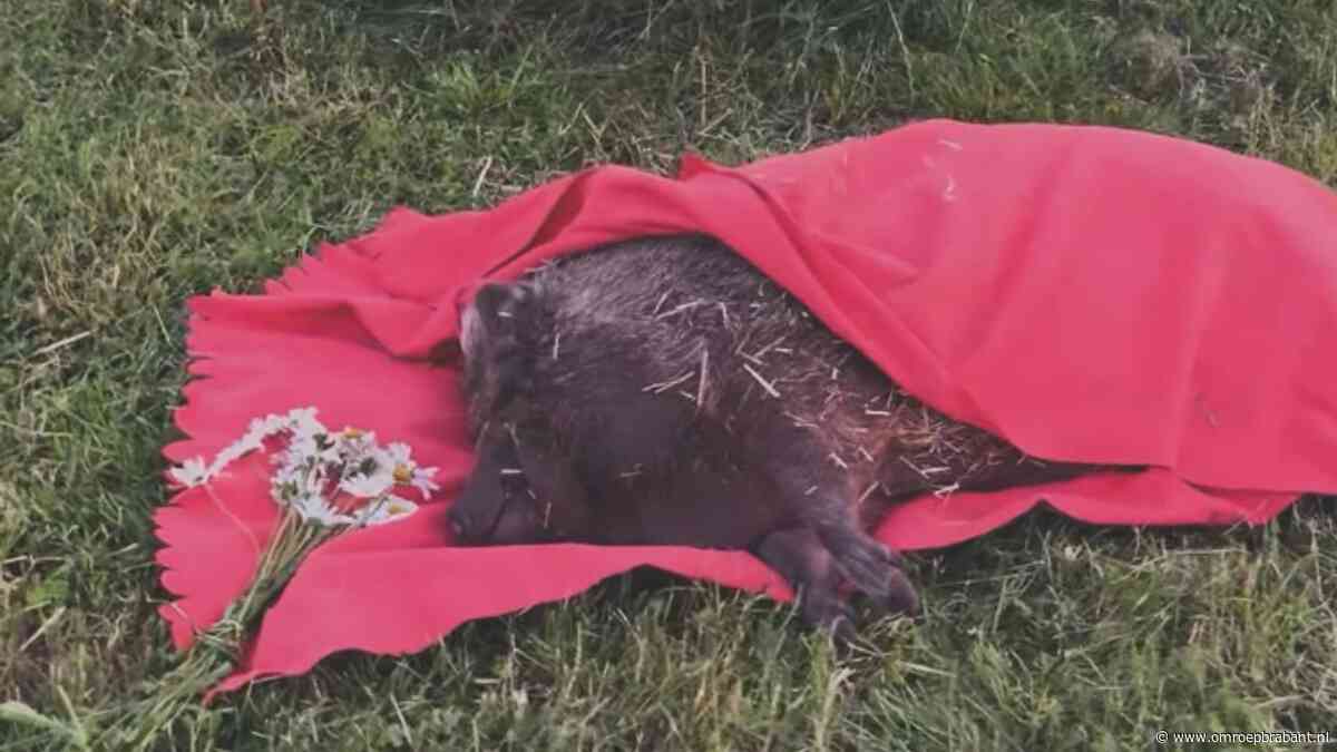 Uit huis geplaatste Pumba is overleden: 'Bedankt voor de mooie tijd'