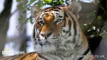 Tiger dies year after arriving at zoo