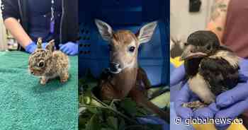 WILDNorth warns public to think twice before ‘rescuing’ baby animals
