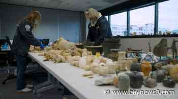 Tampa agents analyze largest seizure of artifacts in Homeland Security history