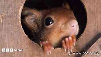 First red squirrel kits born at sanctuary