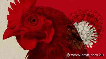 Bird flu can be fatal for cats and might stop off-leash dogs