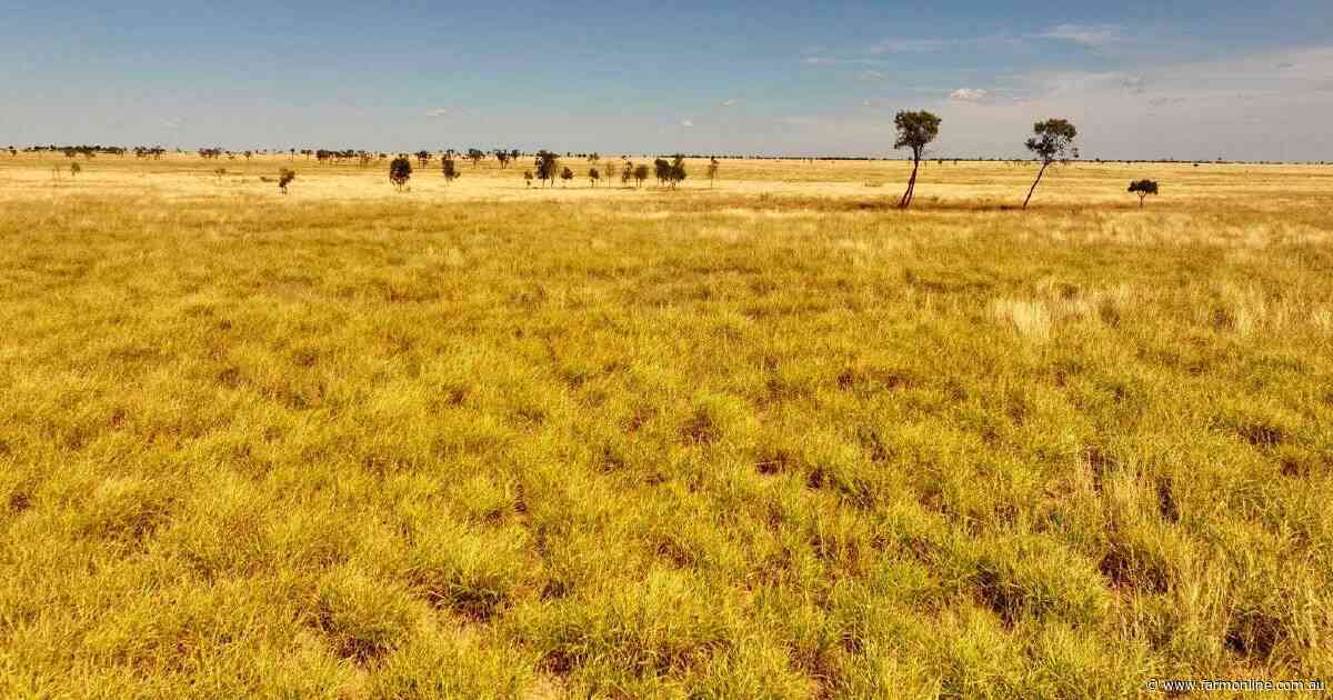 Grassed up grazing country makes $409/acre in strong auction result | Video