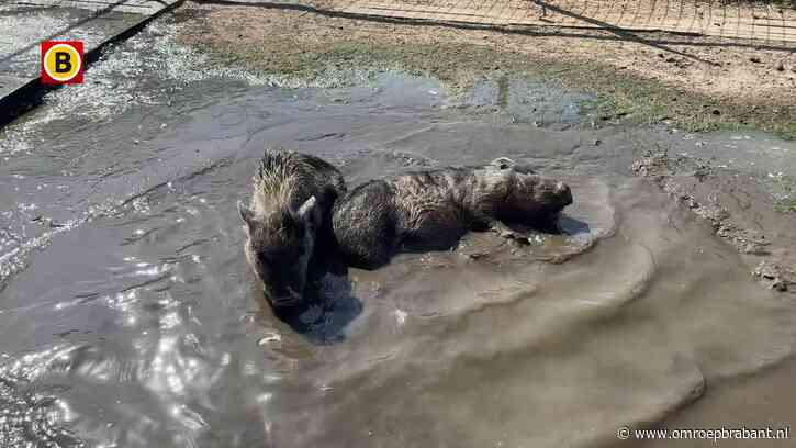 Koud modderbad voor varkens en icepack voor cavia's in Rosmalen