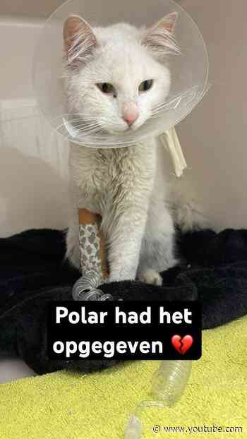 Polar had het bijna niet overleefd 💔