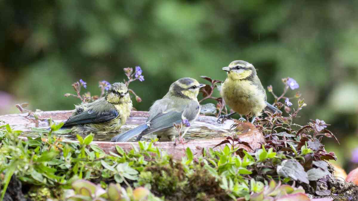 Keep birds and garden wildlife safe in summer by adding 1 coin to birdbaths