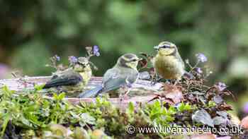 Keep birds and garden wildlife safe in summer by adding 1 coin to birdbaths