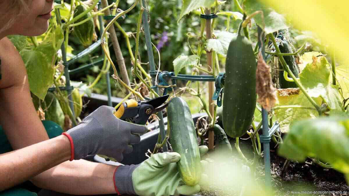 Fruchtfolge im Beet: So bleibt der Boden nach der Ernte fit