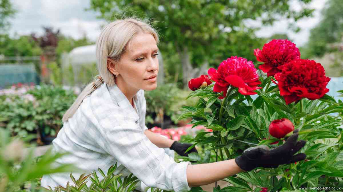 Peonies will produce 'more beautiful' summer blooms if you do 1 job in June