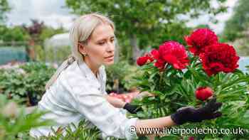 Peonies will produce 'more beautiful' summer blooms if you do 1 job in June