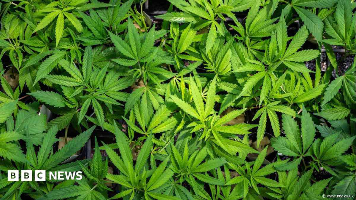 Cannabis plants worth more than £300,000 found in Aberdeen