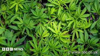 Cannabis plants worth more than £300,000 found in Aberdeen
