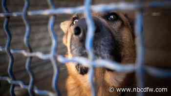 Fort Worth animal shelters over capacity, prompting urgent call for adopters