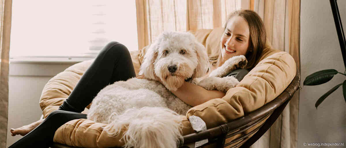 Temperatuur in auto loopt snel op: levensgevaarlijk voor hond en kind, strafbaar voor bestuurder