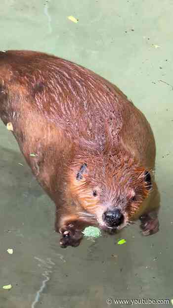 Beaver Pool Party Snack Time