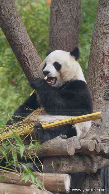 Summer Lounging with the Giant Pandas