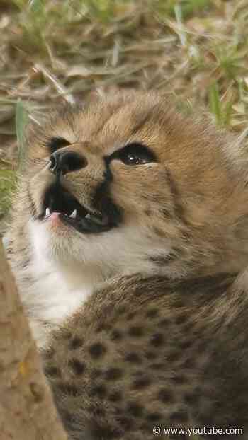Cheetah Cub Zoomies