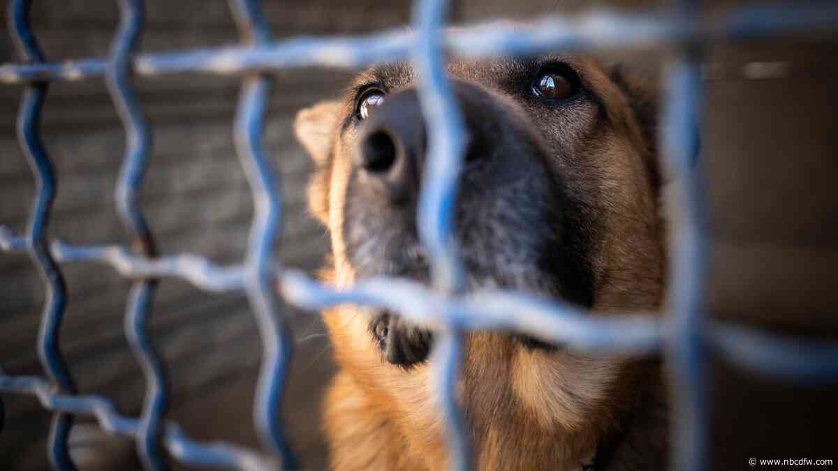 Fort Worth animal shelters over capacity, prompting urgent call for adopters