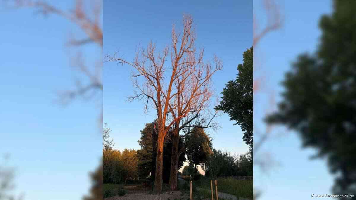 Landkreis Ebersberg: 80 Jahre alte Bäume mit Glyphosat vergiftet – Müssen jetzt gefällt werden