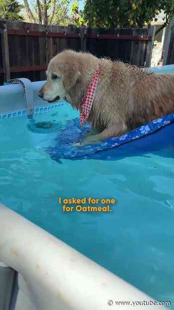 Grand-Dog Spends The Day At His Own Private Pool | The Dodo