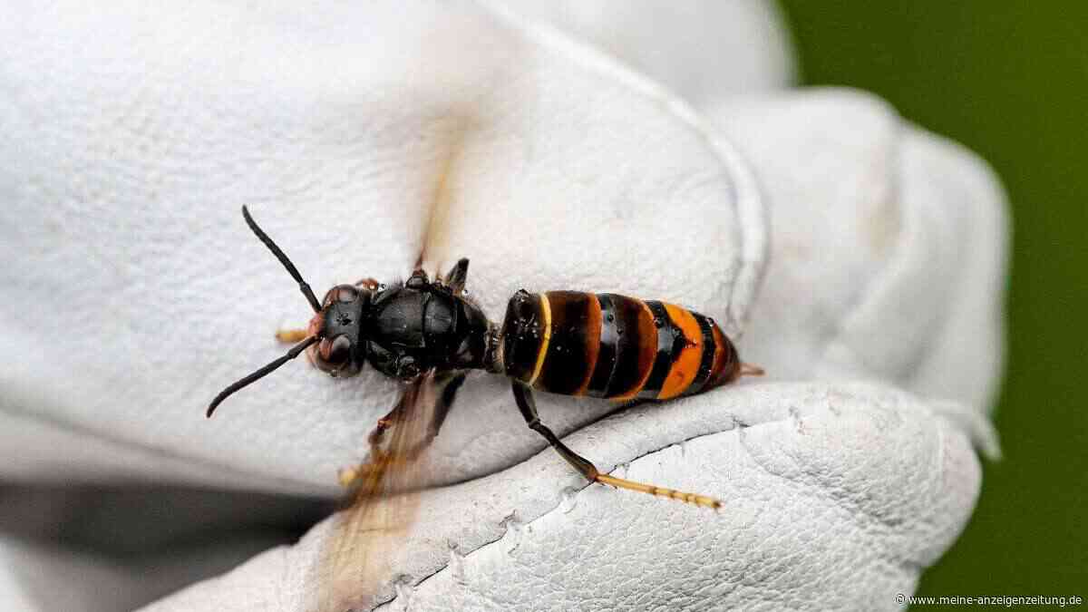 Asiatische Hornisse in Osthessen angekommen: Imker sehen heimische Bienen gefährdet