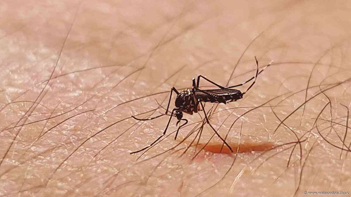 'Wear socks' alert as UK weather now ideal for mosquito swarms