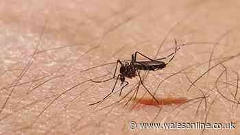 'Wear socks' alert as UK weather now ideal for mosquito swarms