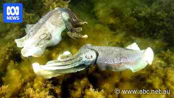No-show cuttlefish result in million-dollar loss for regional SA town
