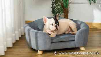 'Stylish' pet sofa bed with 'plenty of room to stretch' now cheaper than Prime Day