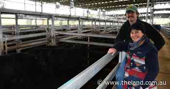 Restocker demand strong as prices hold firm at Yass store sale