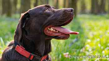 RSPCA's important 3 steps for dog owners in hot weather to stop heatstroke