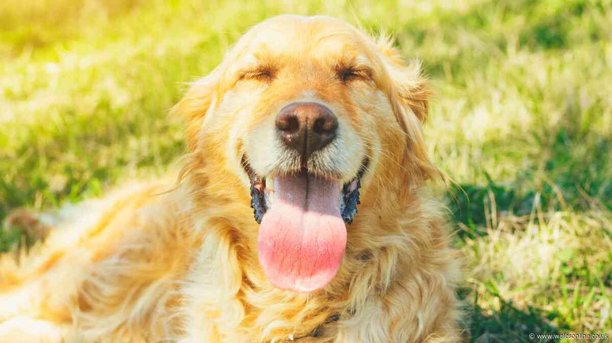 Prevent heatstroke in your dog with RSPCA's three steps