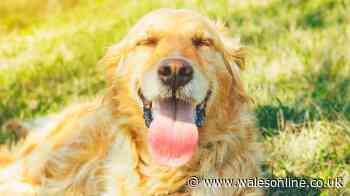 Prevent heatstroke in your dog with RSPCA's three steps