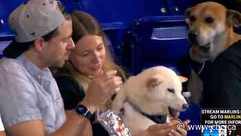 This good boy just wanted a hot dog | The Moment