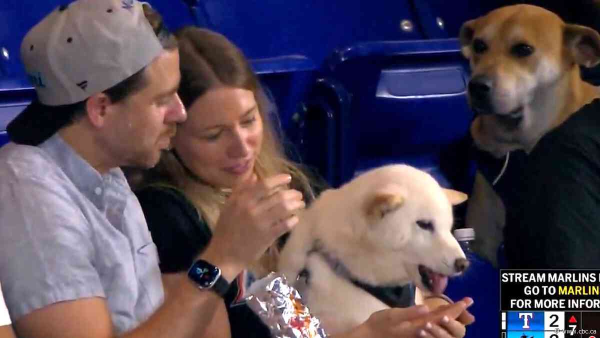 This good boy just wanted a hot dog | The Moment