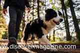 From Mongolia to Madagascar, Dogs Form Remarkably Similar Bonds With Humans