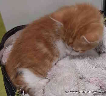 Mannheim – Katzenbaby in Tüte transportiert