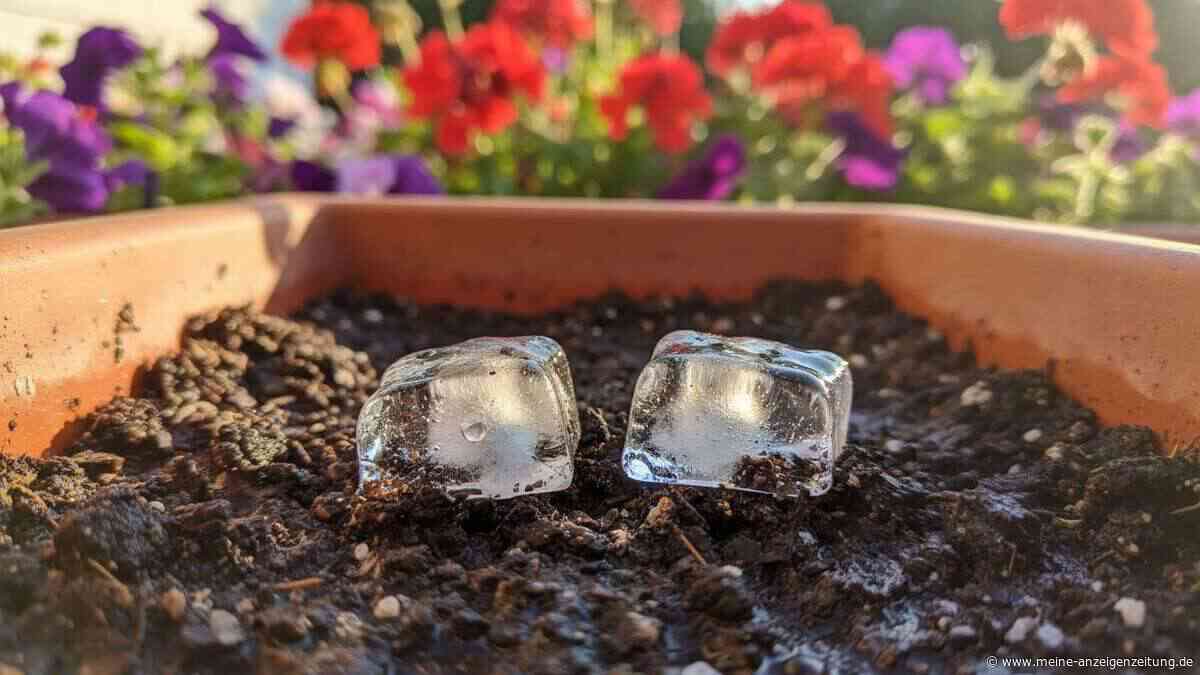 Eiswürfel statt Gießkanne: Dieser Sommertrick rettet Ihre Balkonpflanzen