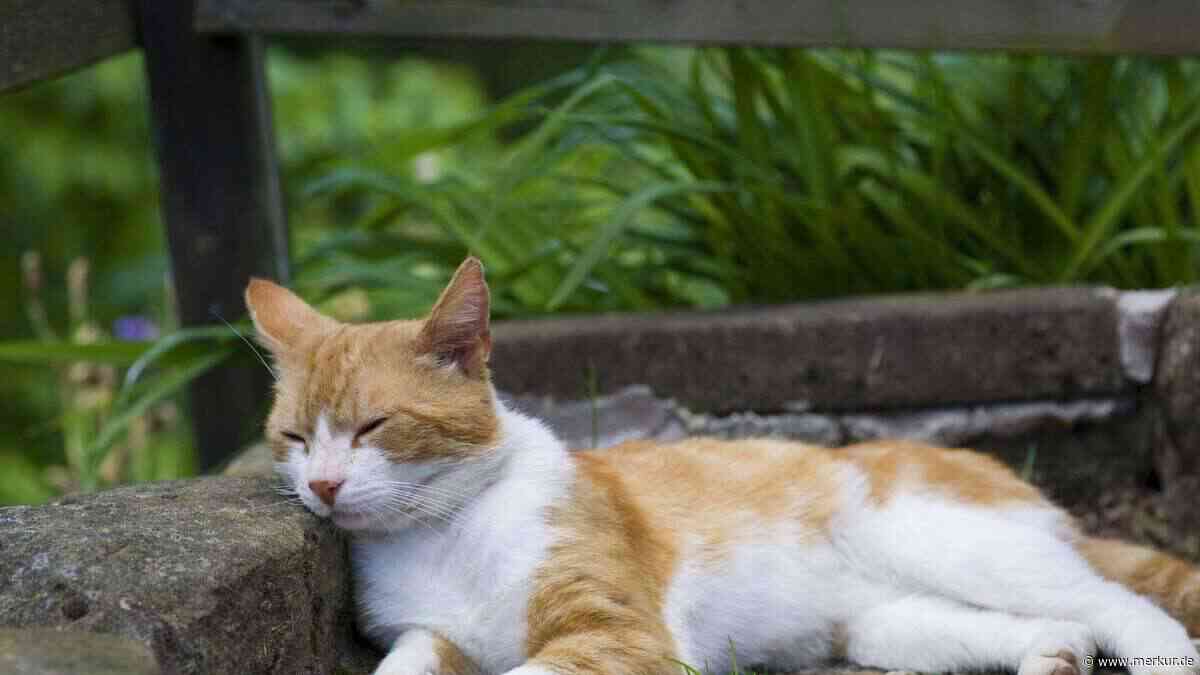 Auch Ihre Katze leidet bei großer Hitze: Wie Sie ihr helfen können und wann Sie sofort handeln sollten