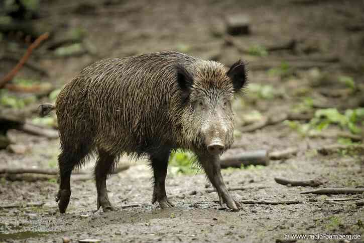 Stadt öffnet Friedhof wieder, warnt jedoch vor Wildschwein