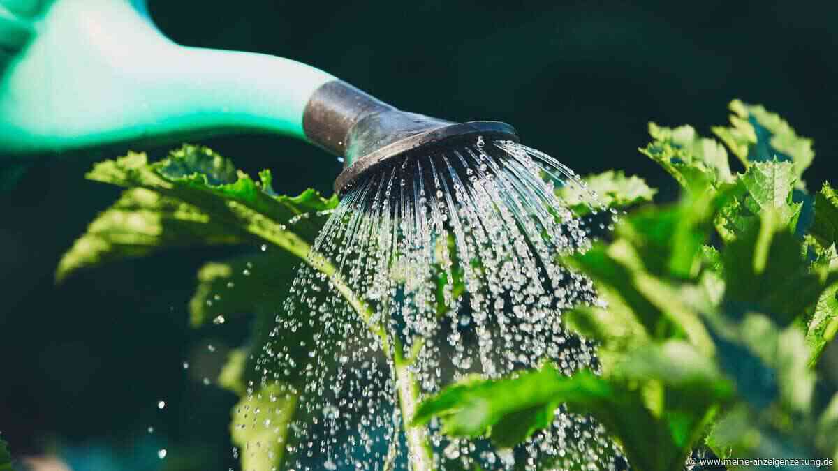 Hitzewelle: So sparen Sie Wasser im Garten