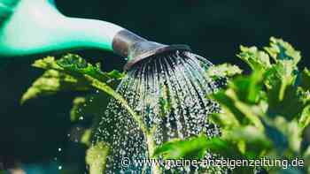 Hitzewelle: So sparen Sie Wasser im Garten