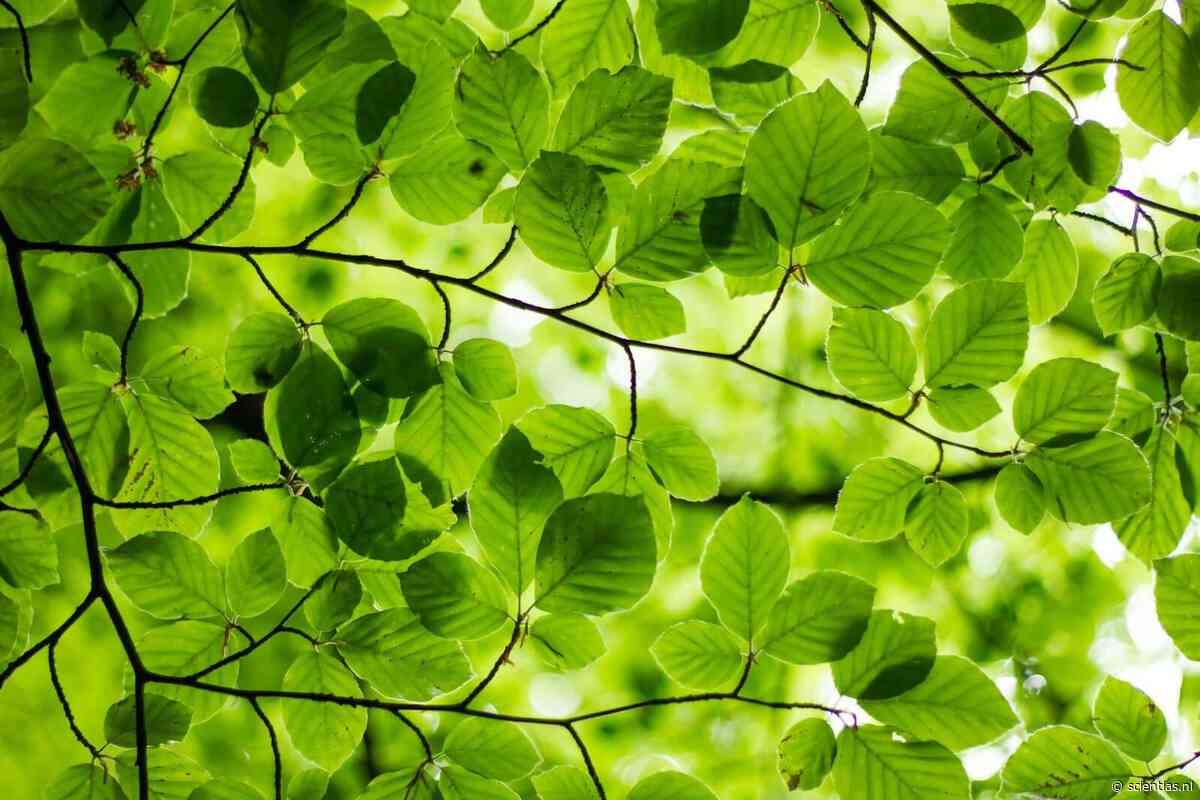 Waarom zijn planten altijd groen?