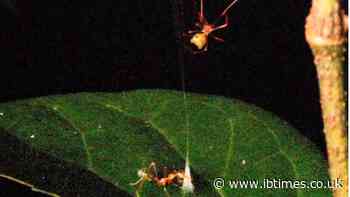 Scientists Discover Deadly 'Ballista Spider' That Fires Ants Sky-High With Silk Spring Trap