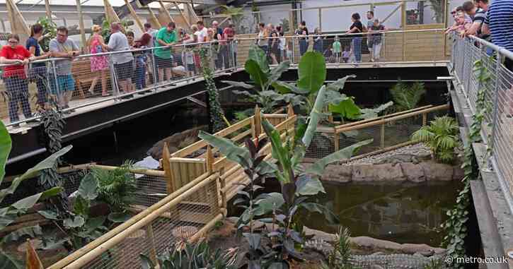 Hospital records of boy, 3, injured in crocodile attack accessed 40 times