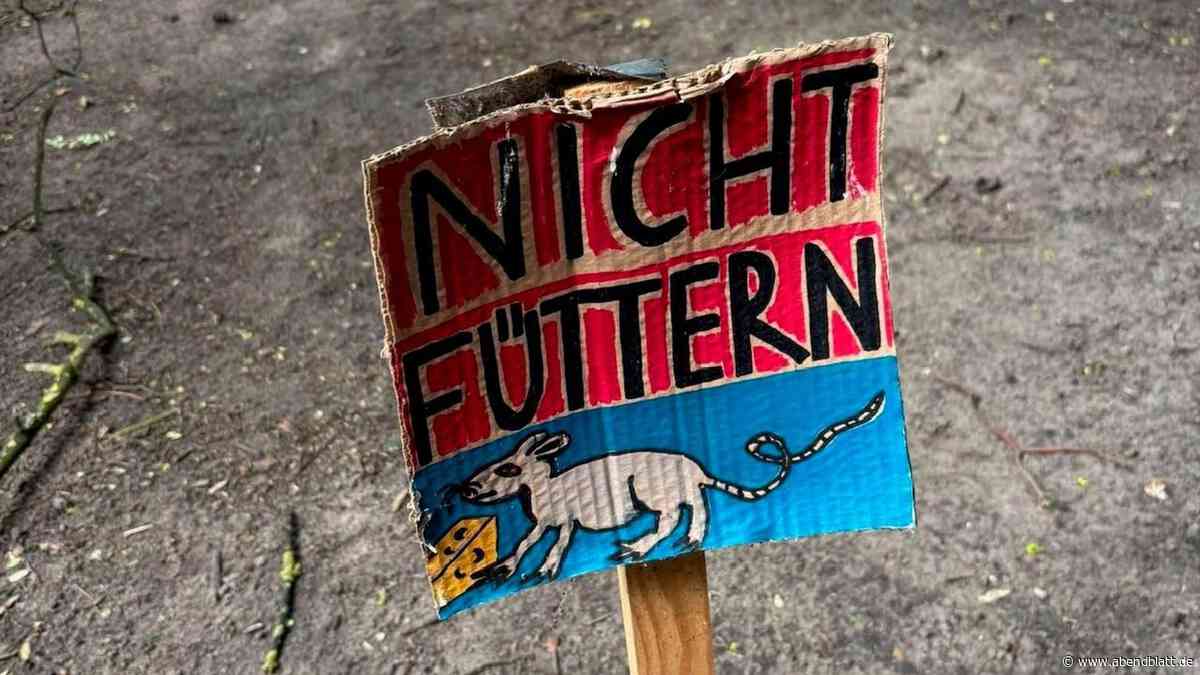 Ratten in Altonaer Viertel: Nachbarn alarmiert – „Was, wenn sie hochklettern?“
