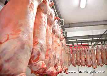 Pre-stun halal scheme aims to strengthen UK sheep meat trade