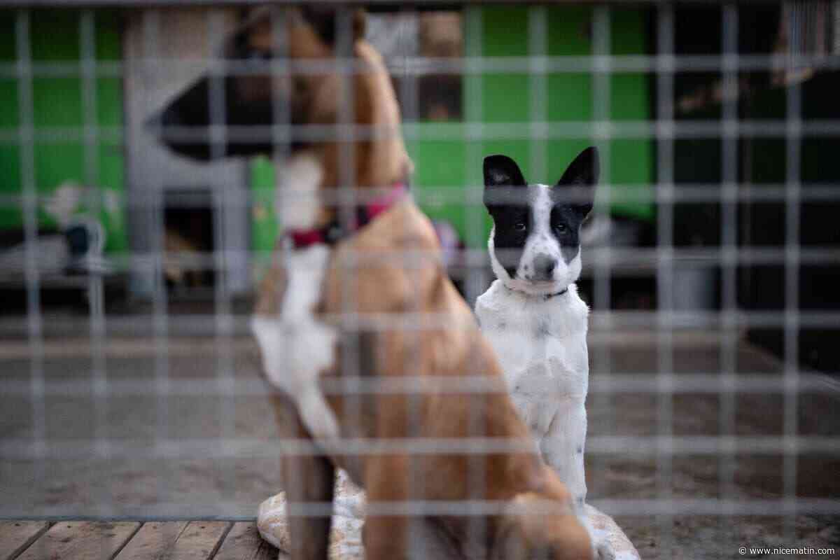 « Un animal n’est pas un objet, mais un compagnon pour la vie » : un stand pour sensibiliser contre l’abandon des animaux ce samedi à La Valette